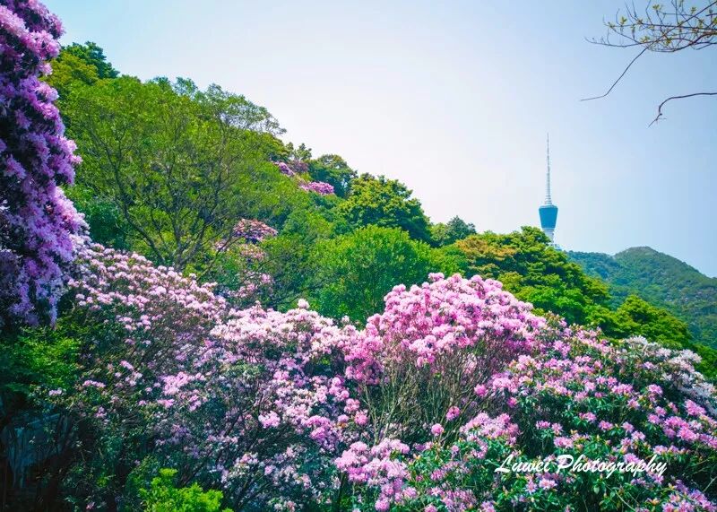 2018:随手而拍的景致(4月) 2018:随手而拍的景致(4月)