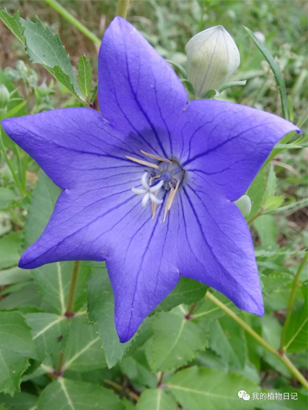 桔梗花 千姿百态为哪般 我的植物日记 微信公众号文章阅读 Wemp
