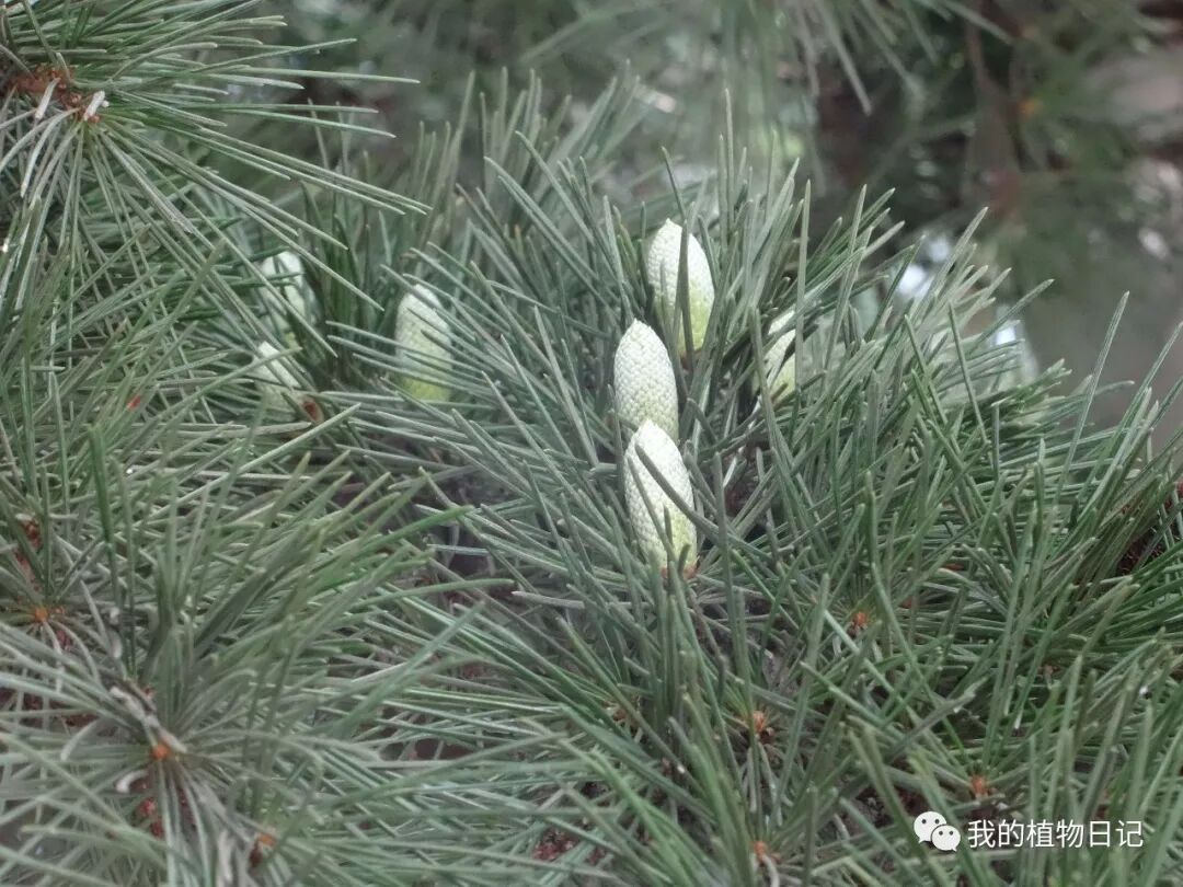 你为什么找不到雪松的雌球花 我的植物日记 微信公众号文章阅读 Wemp