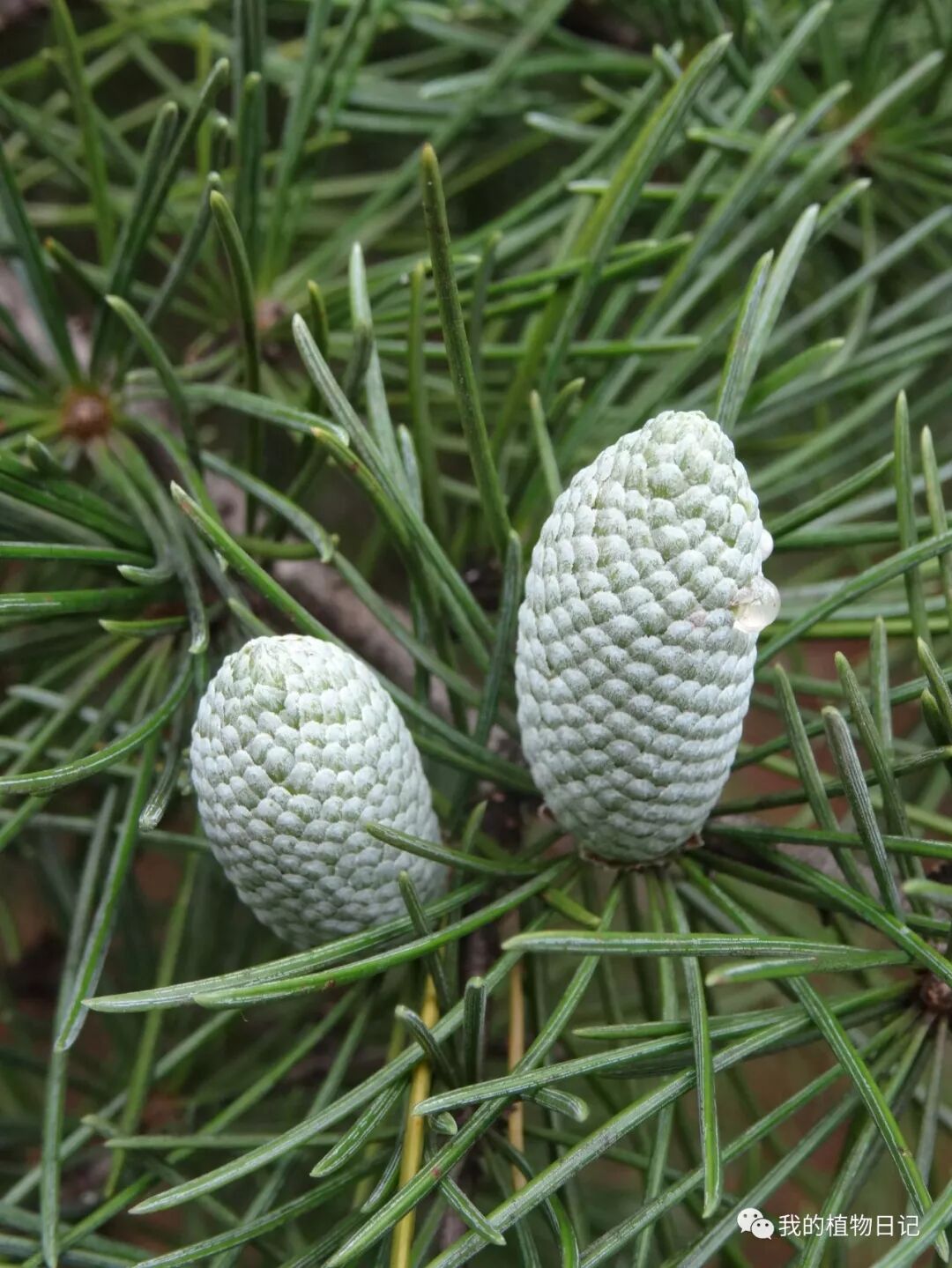 你为什么找不到雪松的雌球花 我的植物日记 微信公众号文章阅读 Wemp