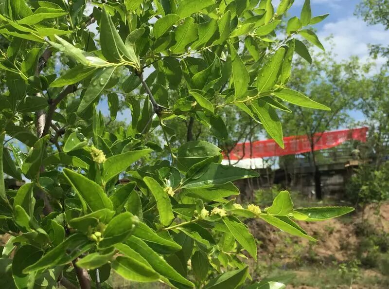 为什么枣花蜜有塑料味 枣花蜜有塑料味怎么回事 田野牧蜂说蜂蜜 微信公众号文章阅读 Wemp