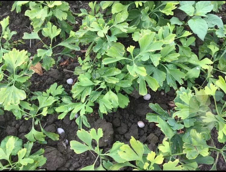 创业移民在新西兰创业容易么？请看张先生夫妇的故事