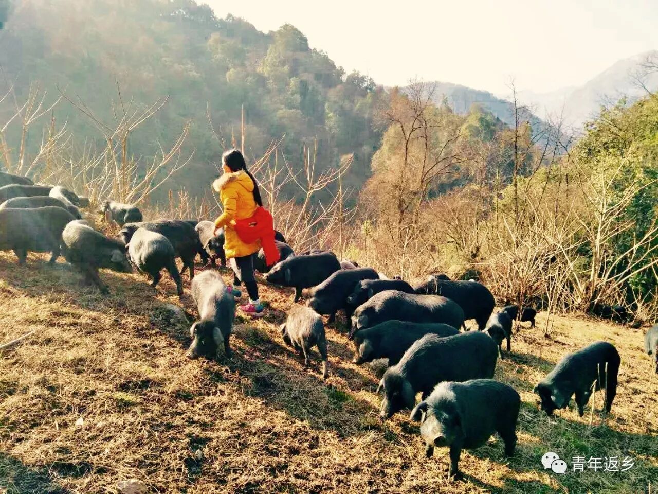 泗耳藏香猪,一个女人和她的"黑甲部队"!