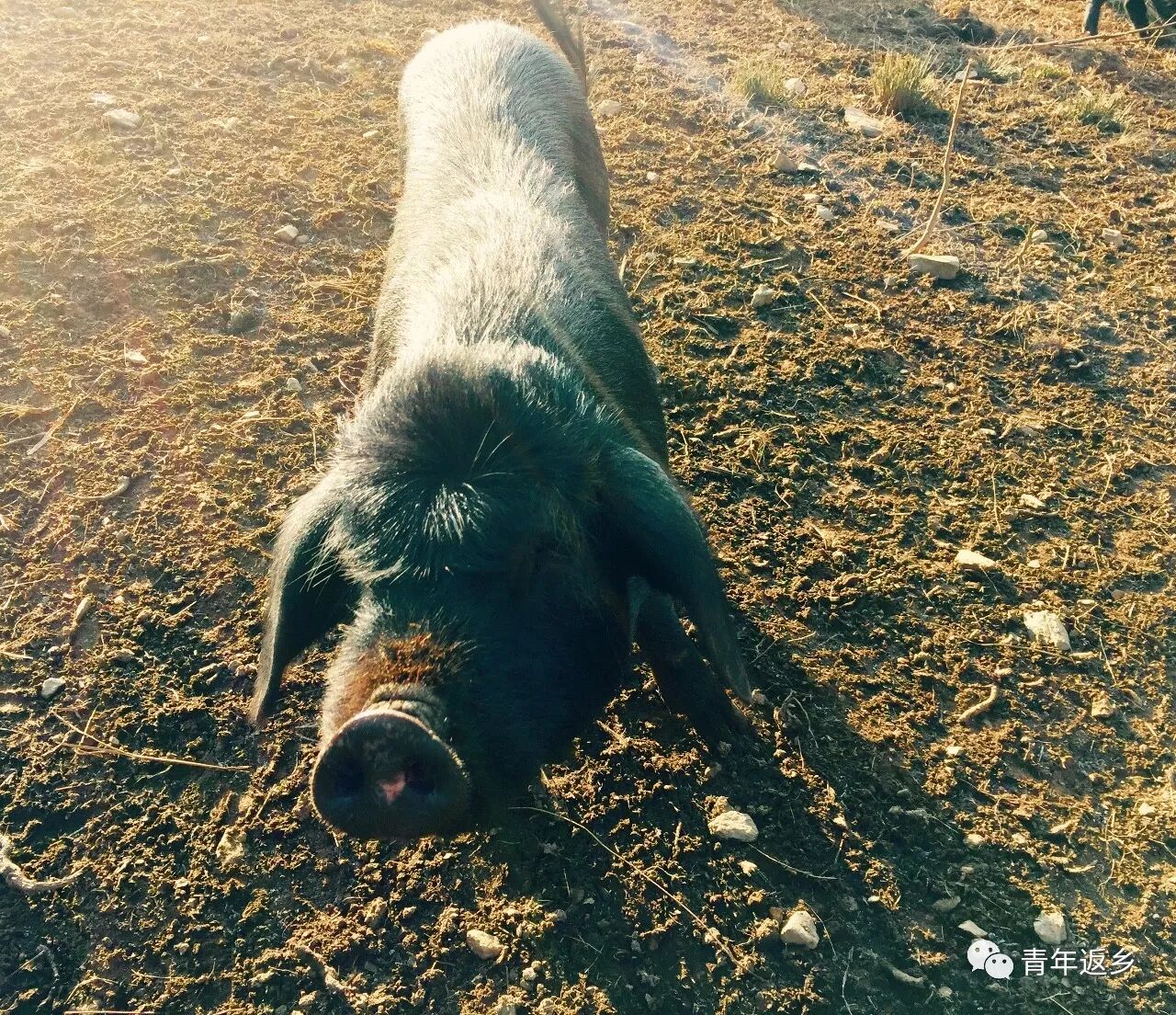 泗耳藏香猪,一个女人和她的"黑甲部队"!