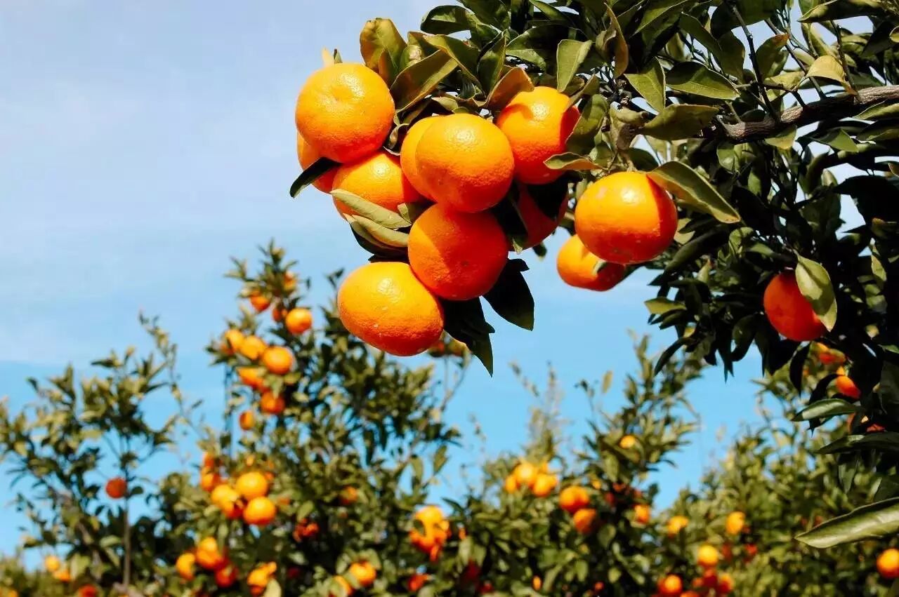 2016韩国济州岛柑橘马拉松赛