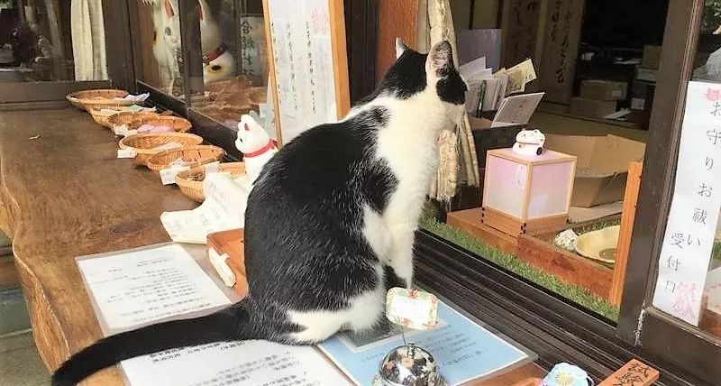 【日本九州自由行】九州的“猫神”神社，铲屎官不得错过的深度游