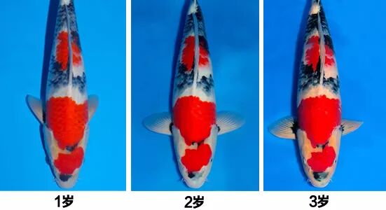 就这一次 我信杨超越是真锦鲤 嘉人美妆微信公众号文章