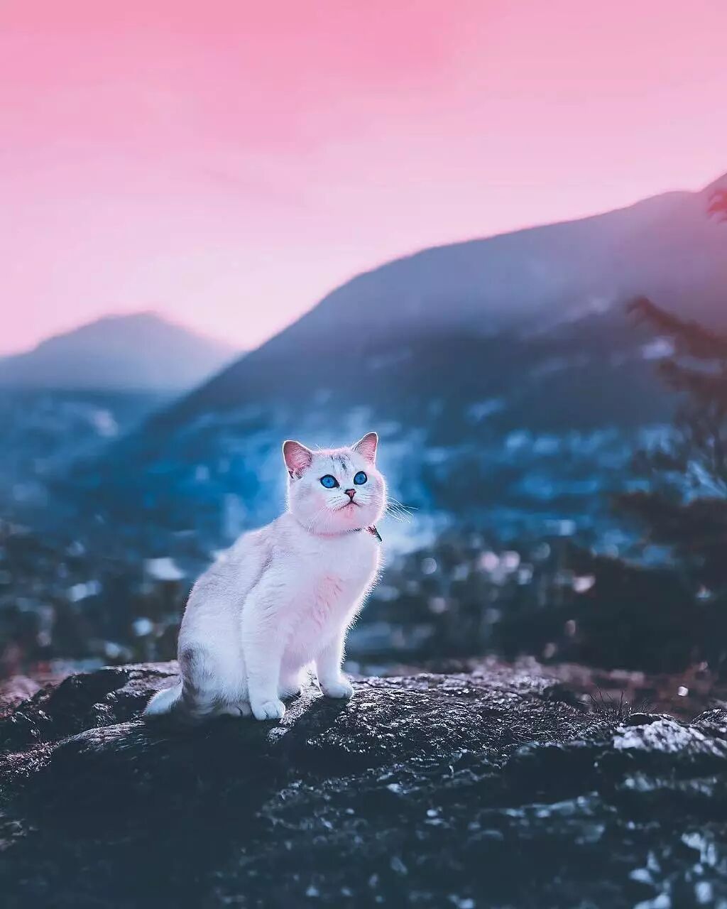 超愛冒險的貓貓Lyo，又美又酷！ 寵物 第7張