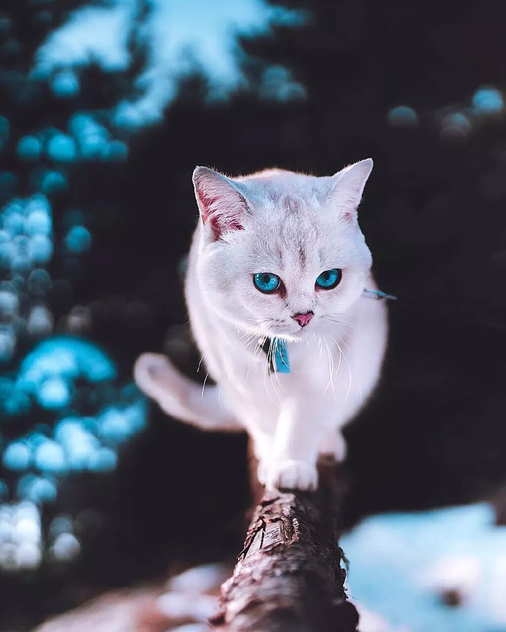 超愛冒險的貓貓Lyo，又美又酷！ 寵物 第4張