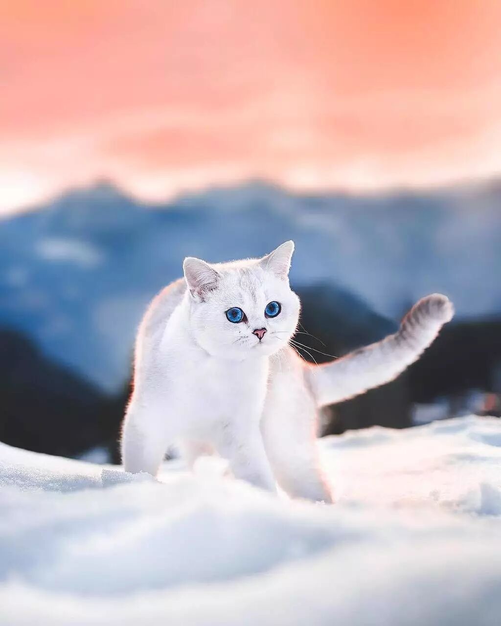 超愛冒險的貓貓Lyo，又美又酷！ 寵物 第2張