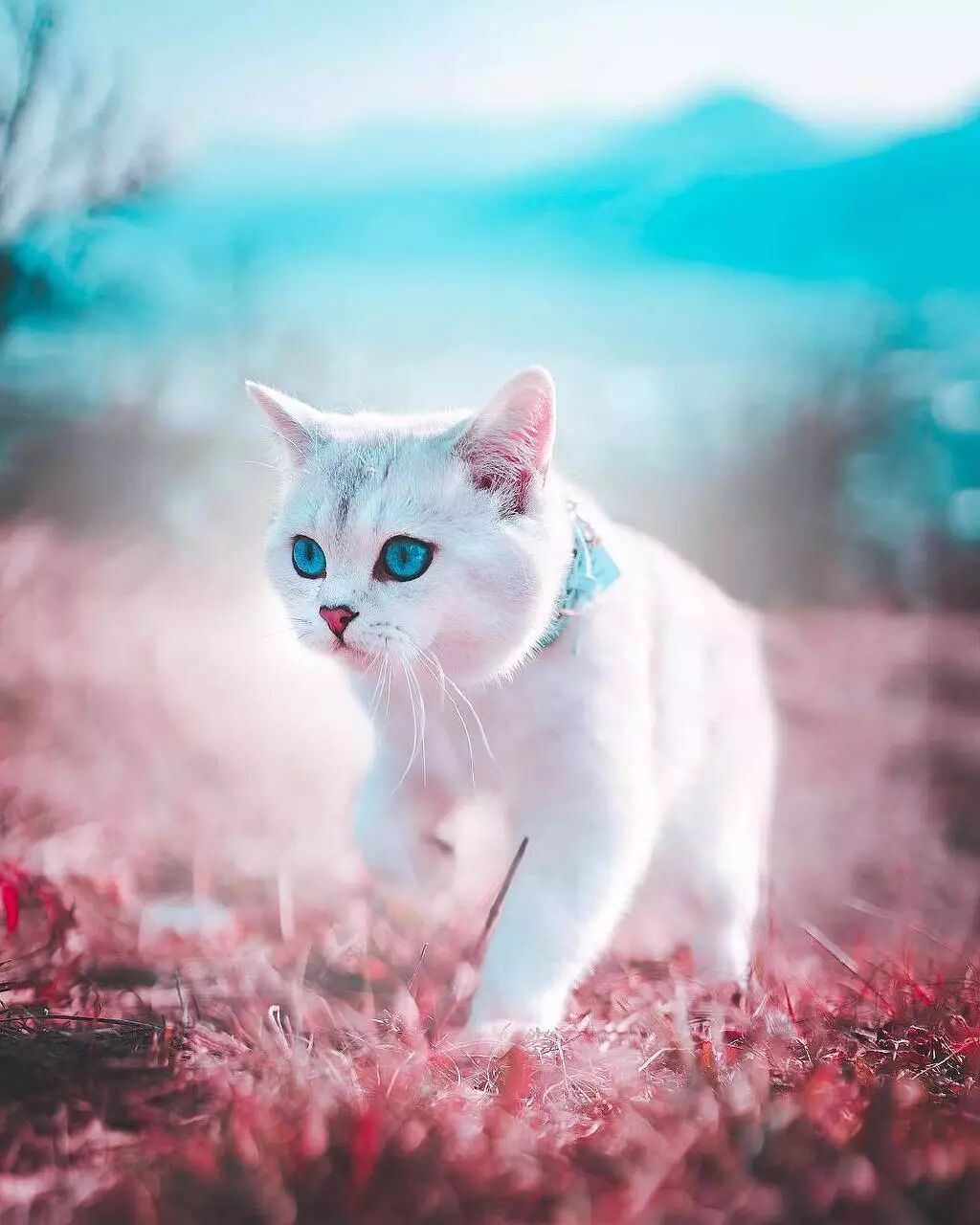 超愛冒險的貓貓Lyo，又美又酷！ 寵物 第8張