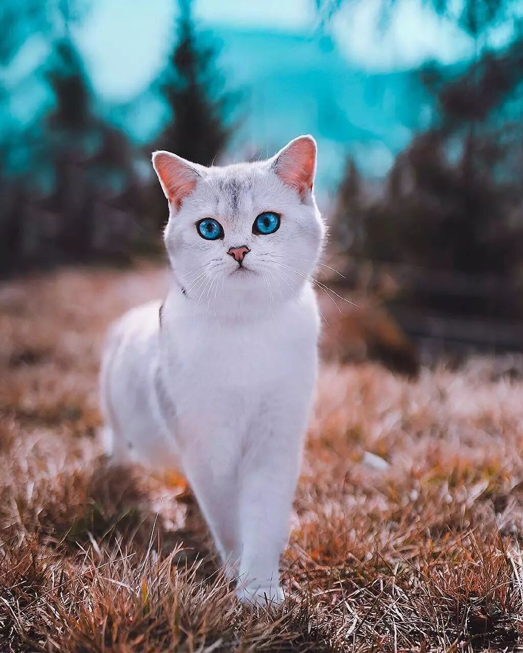 超愛冒險的貓貓Lyo，又美又酷！ 寵物 第10張