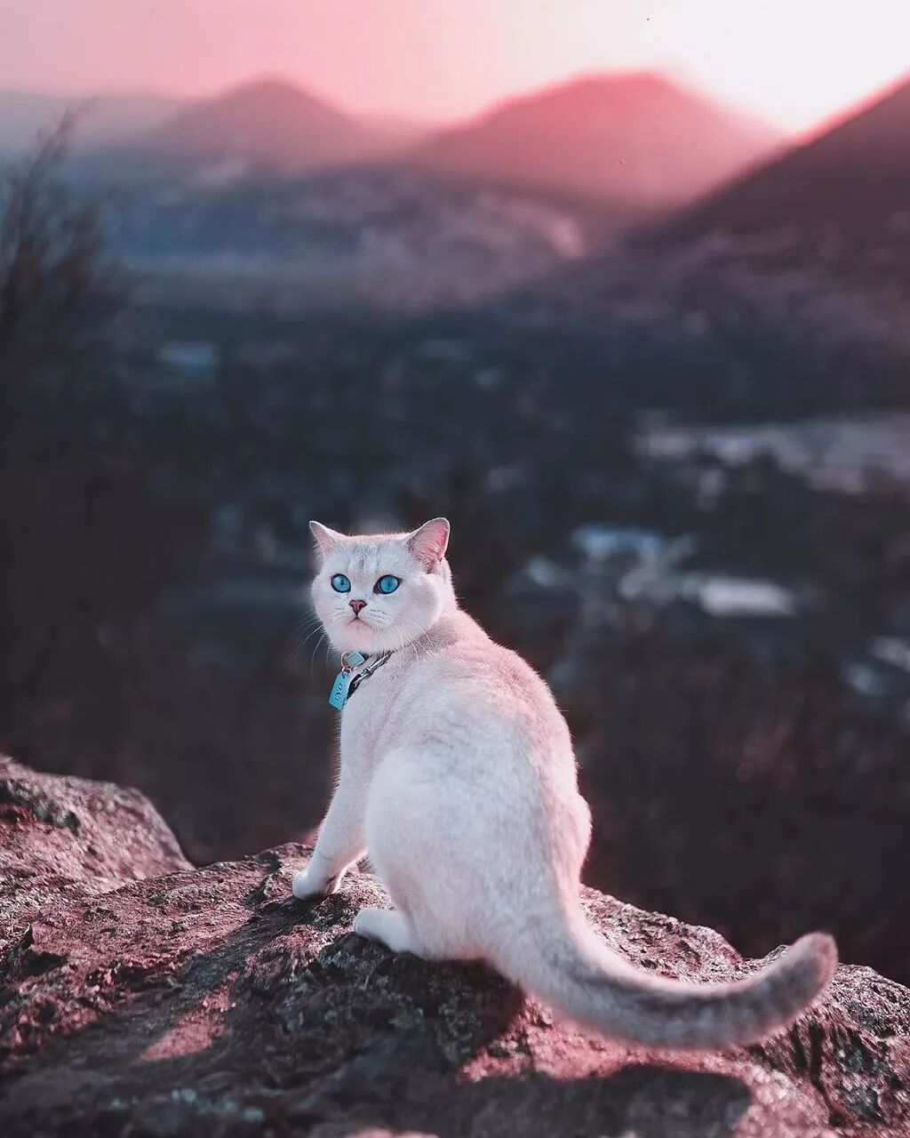 超愛冒險的貓貓Lyo，又美又酷！ 寵物 第5張