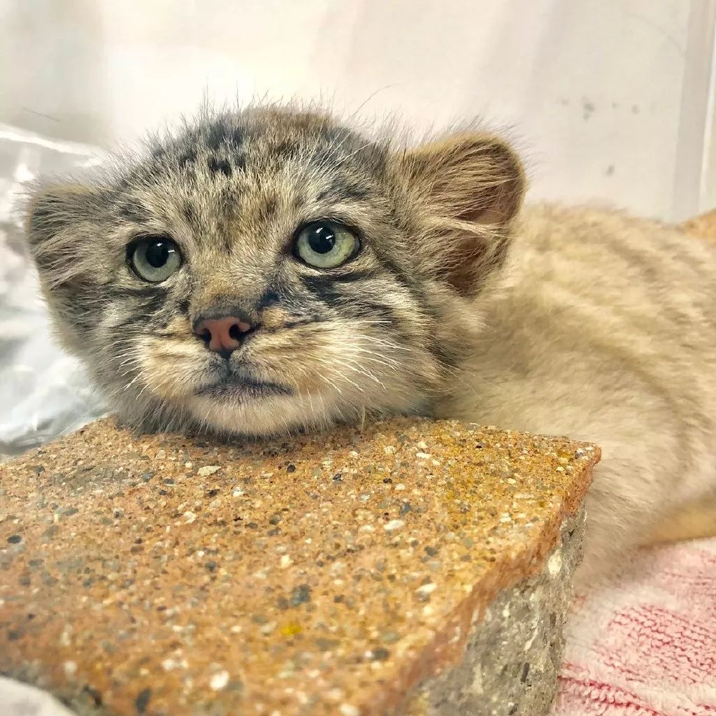 動物園里的小奶猻，這是什麼神奇的小可愛！ 寵物 第9張