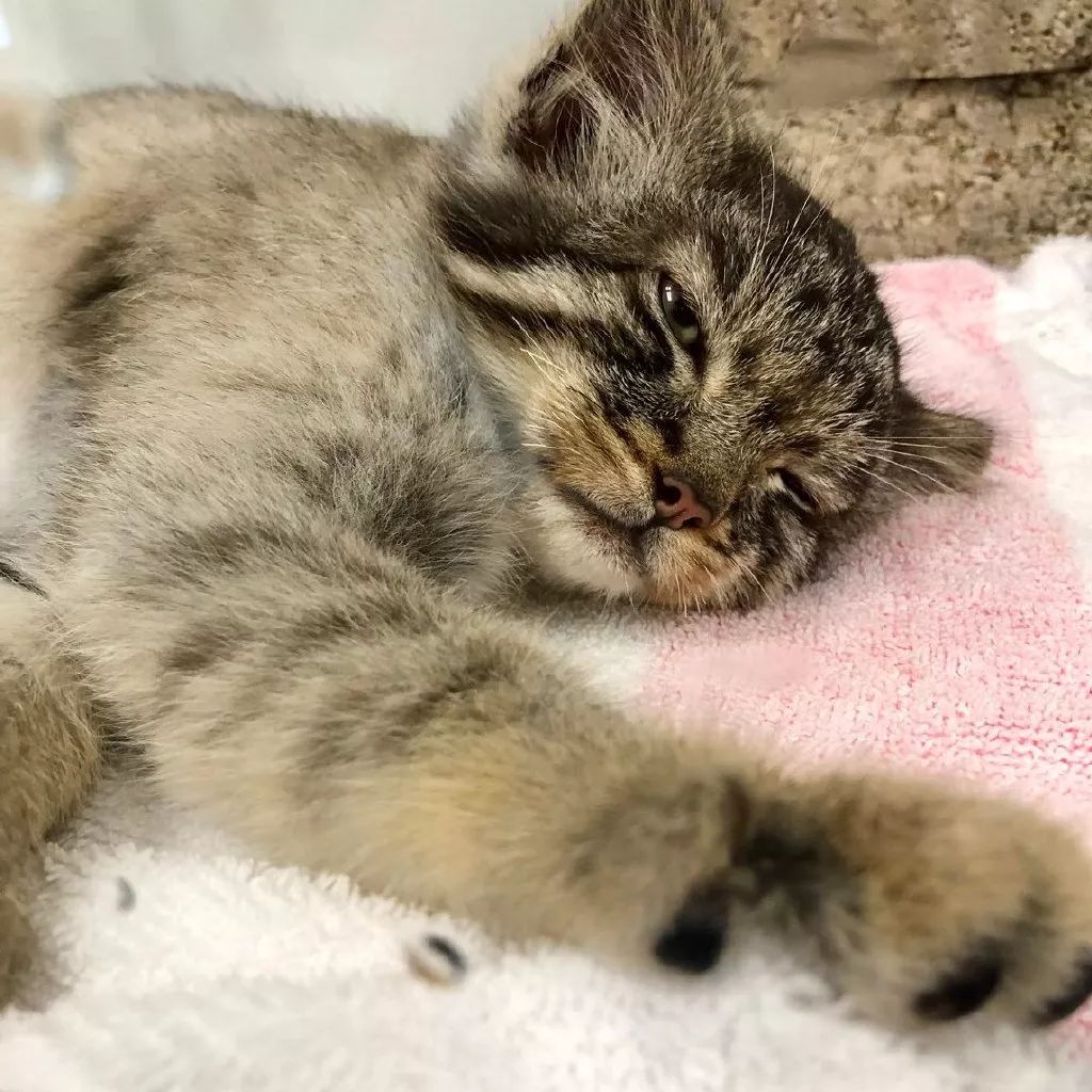 動物園里的小奶猻，這是什麼神奇的小可愛！ 寵物 第3張