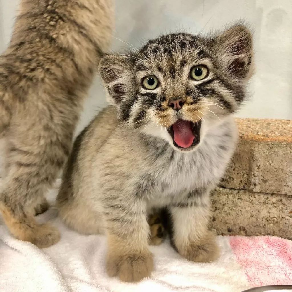 動物園里的小奶猻，這是什麼神奇的小可愛！ 寵物 第5張