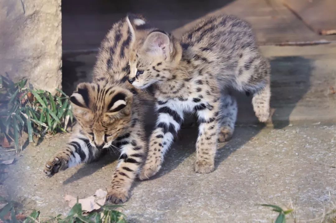 多摩動物園剛出生不久的小藪貓，超淘氣的～ 未分類 第5張