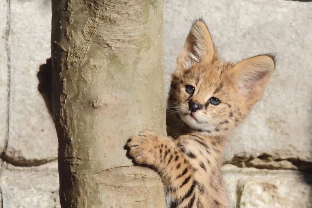 多摩動物園剛出生不久的小藪貓，超淘氣的～ 寵物 第6張