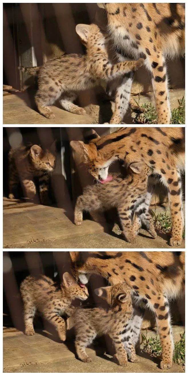 多摩動物園剛出生不久的小藪貓，超淘氣的～ 未分類 第9張