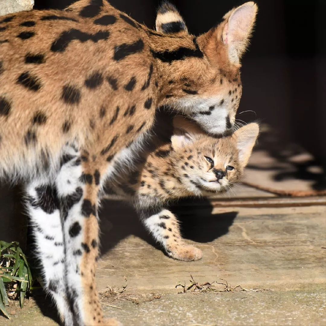 多摩動物園剛出生不久的小藪貓，超淘氣的～ 未分類 第3張