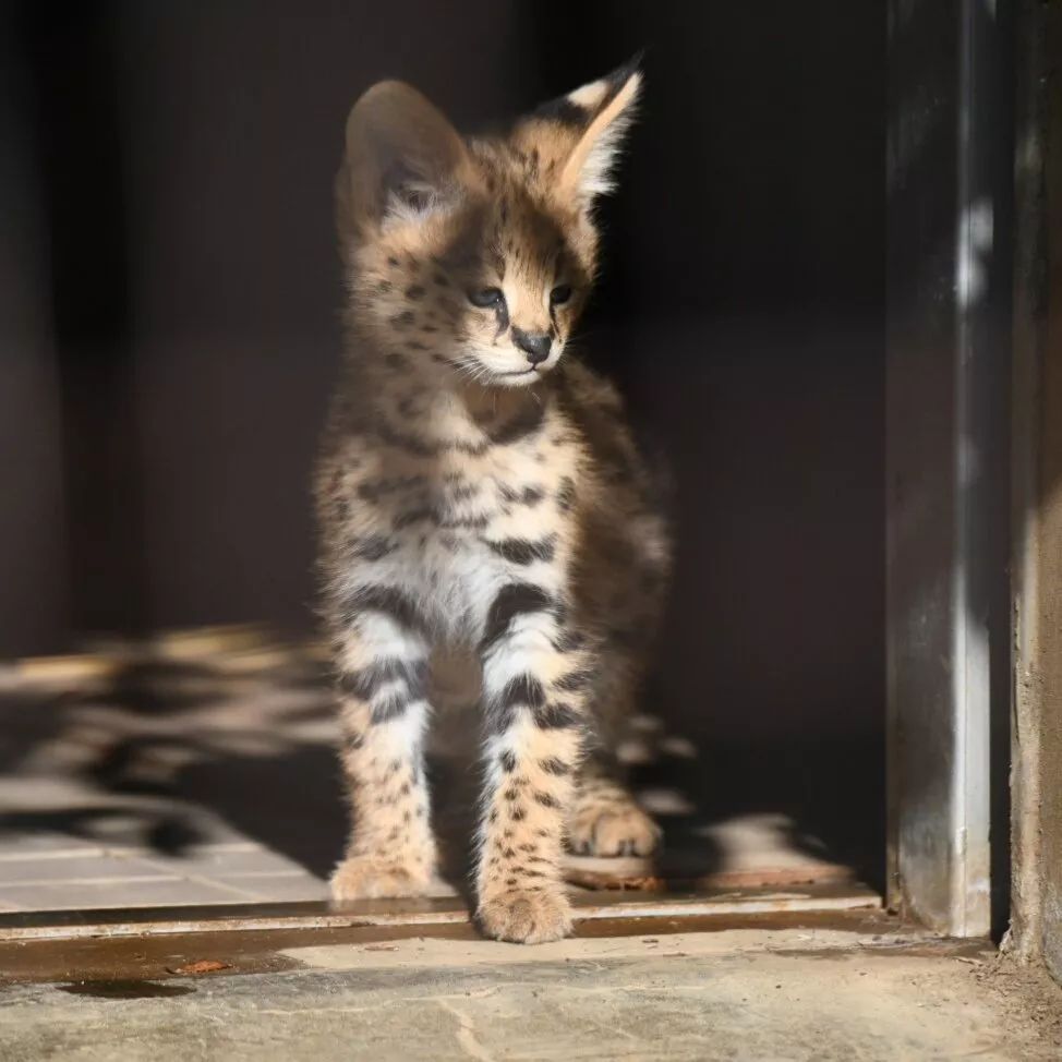 多摩動物園剛出生不久的小藪貓，超淘氣的～ 未分類 第7張