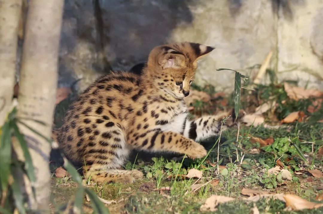 多摩動物園剛出生不久的小藪貓，超淘氣的～ 未分類 第4張