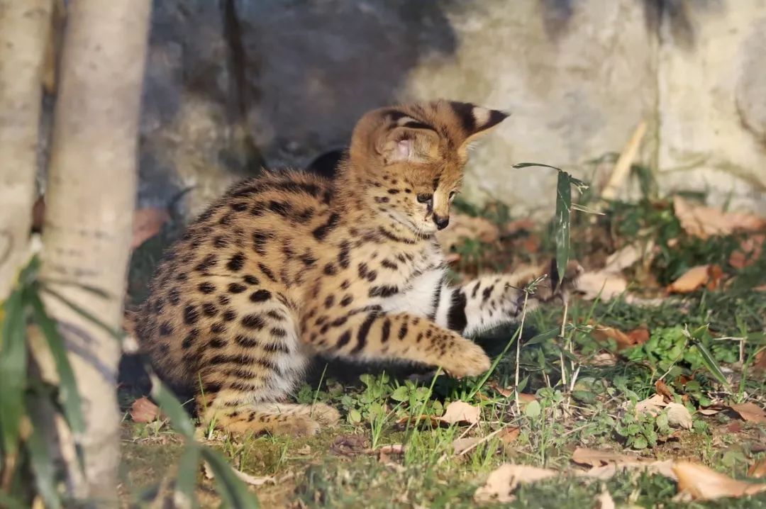 多摩動物園剛出生不久的小藪貓，超淘氣的～ 寵物 第4張