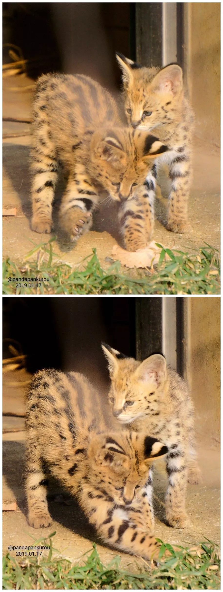 多摩動物園剛出生不久的小藪貓，超淘氣的～ 寵物 第8張