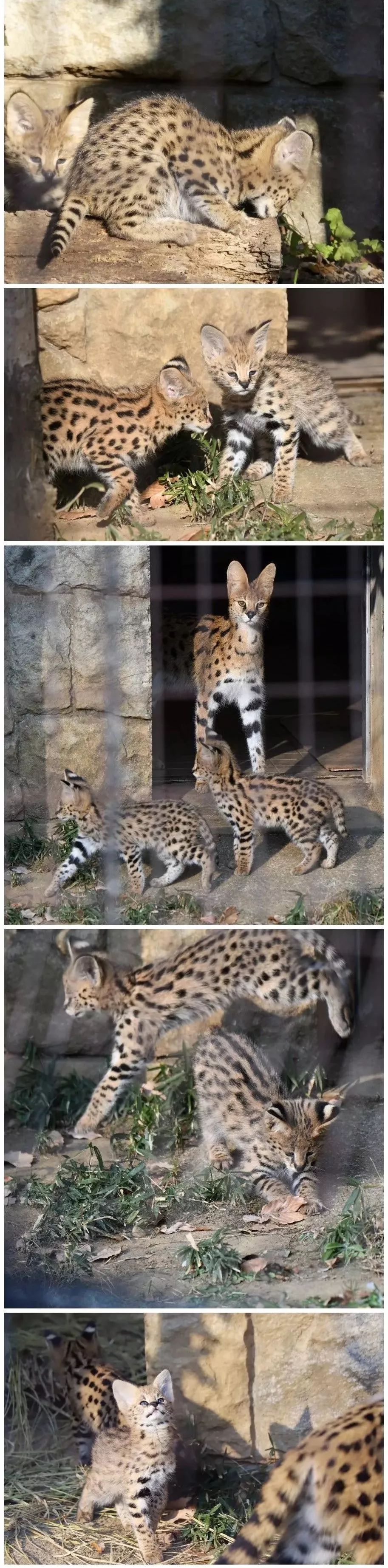 多摩動物園剛出生不久的小藪貓，超淘氣的～ 未分類 第10張