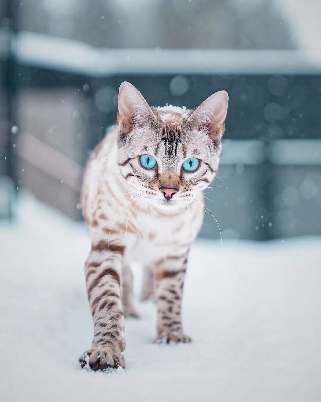 再酷的猫雪地里也怕冷 等我穿件衣服再来拍 动物世界微信公众号文章