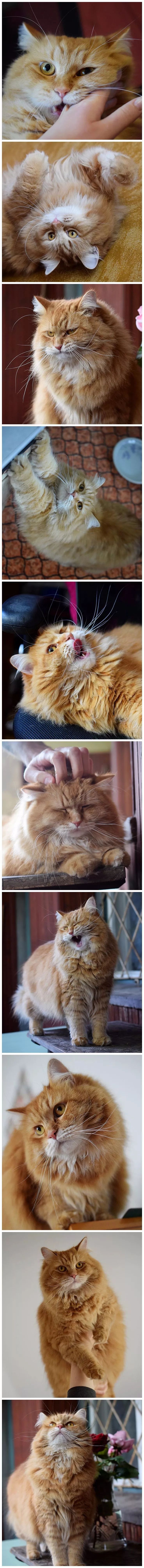一只橘色的西伯利亞森林貓，這基本是個小獅子吧！ 寵物 第10張
