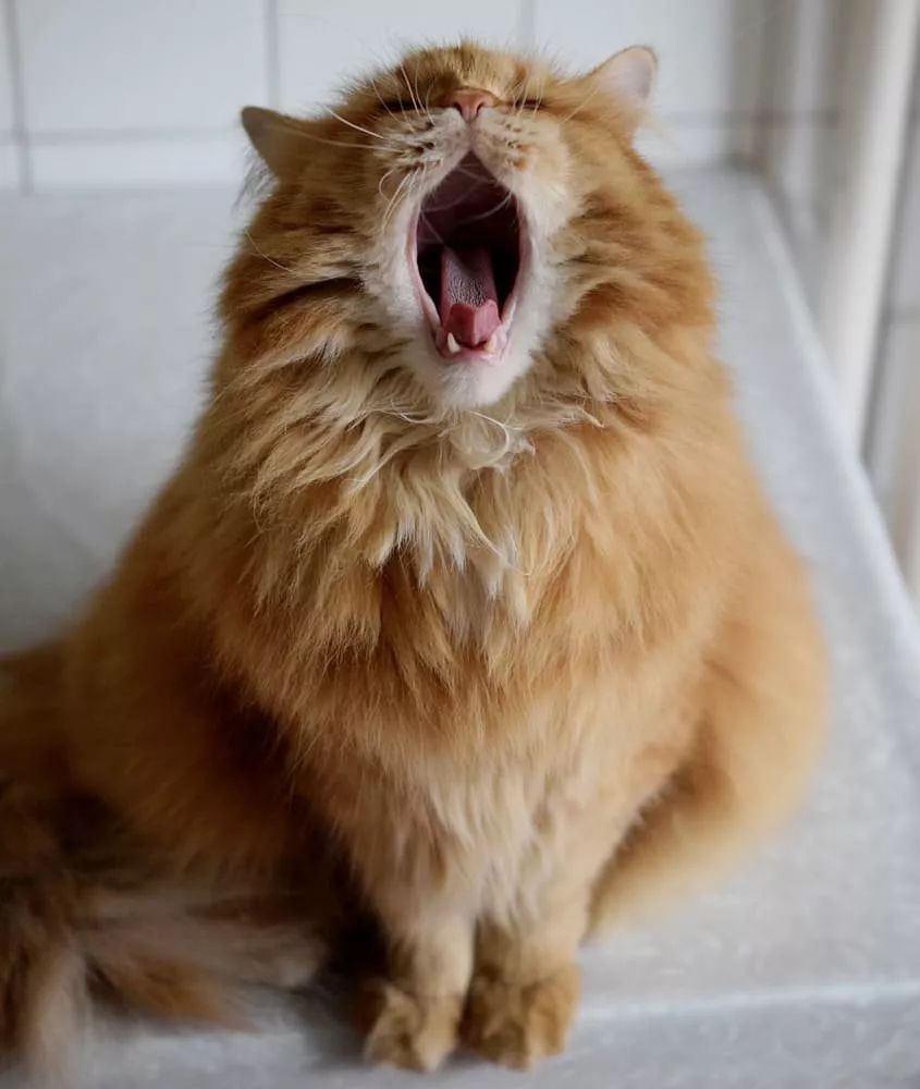 一只橘色的西伯利亞森林貓，這基本是個小獅子吧！ 寵物 第2張