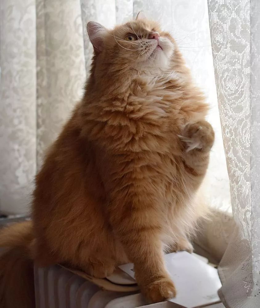 一只橘色的西伯利亞森林貓，這基本是個小獅子吧！ 寵物 第3張