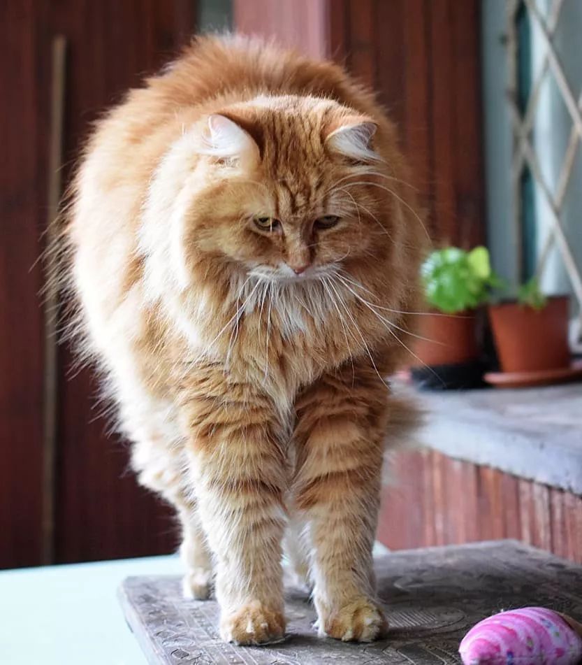 一只橘色的西伯利亞森林貓，這基本是個小獅子吧！ 寵物 第6張