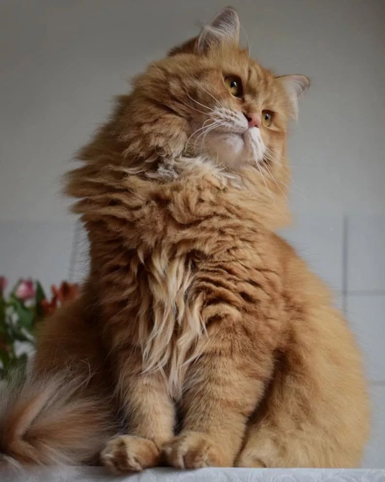 一只橘色的西伯利亞森林貓，這基本是個小獅子吧！ 寵物 第5張