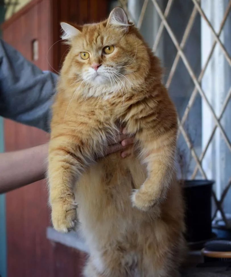 一只橘色的西伯利亞森林貓，這基本是個小獅子吧！ 寵物 第7張