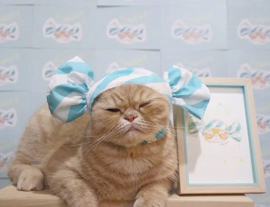 喜歡睡覺的霓虹小橘貓mugi，這不就是週一的你嗎？ 萌寵 第3張