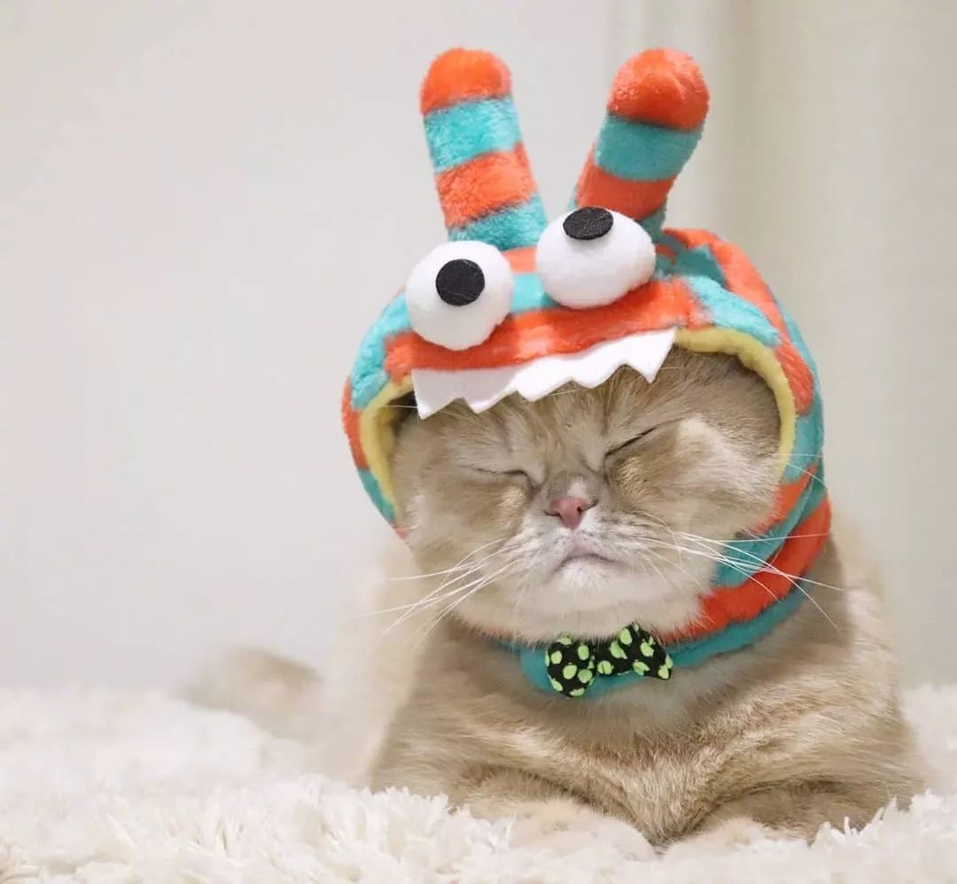 喜歡睡覺的霓虹小橘貓mugi，這不就是週一的你嗎？ 萌寵 第5張