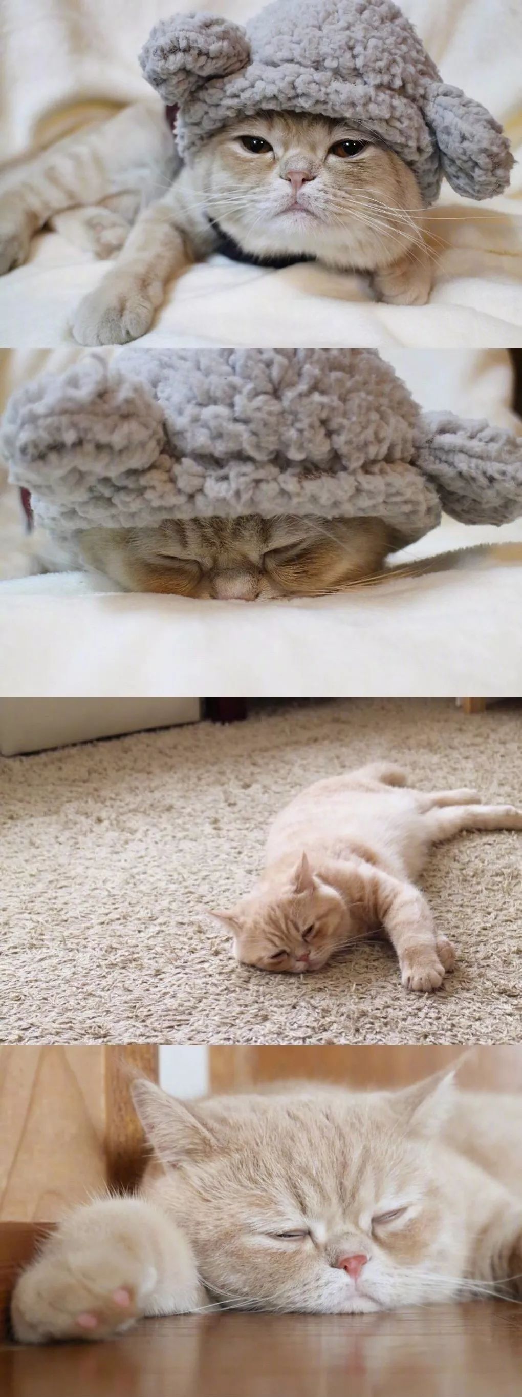 喜歡睡覺的霓虹小橘貓mugi，這不就是週一的你嗎？ 萌寵 第10張