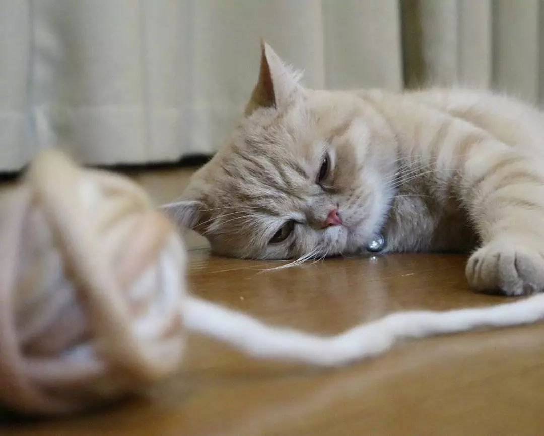 喜歡睡覺的霓虹小橘貓mugi，這不就是週一的你嗎？ 萌寵 第6張