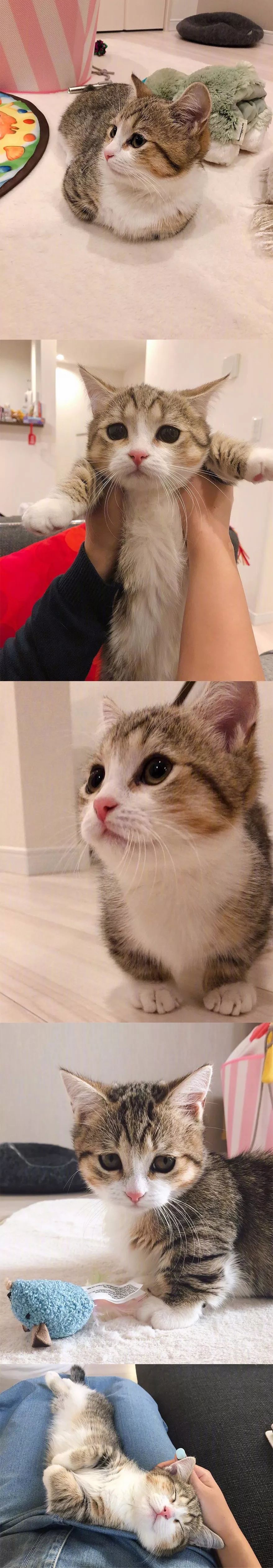 網友家的小貓咪Yogu，天生長了一張委屈臉～ 寵物 第11張