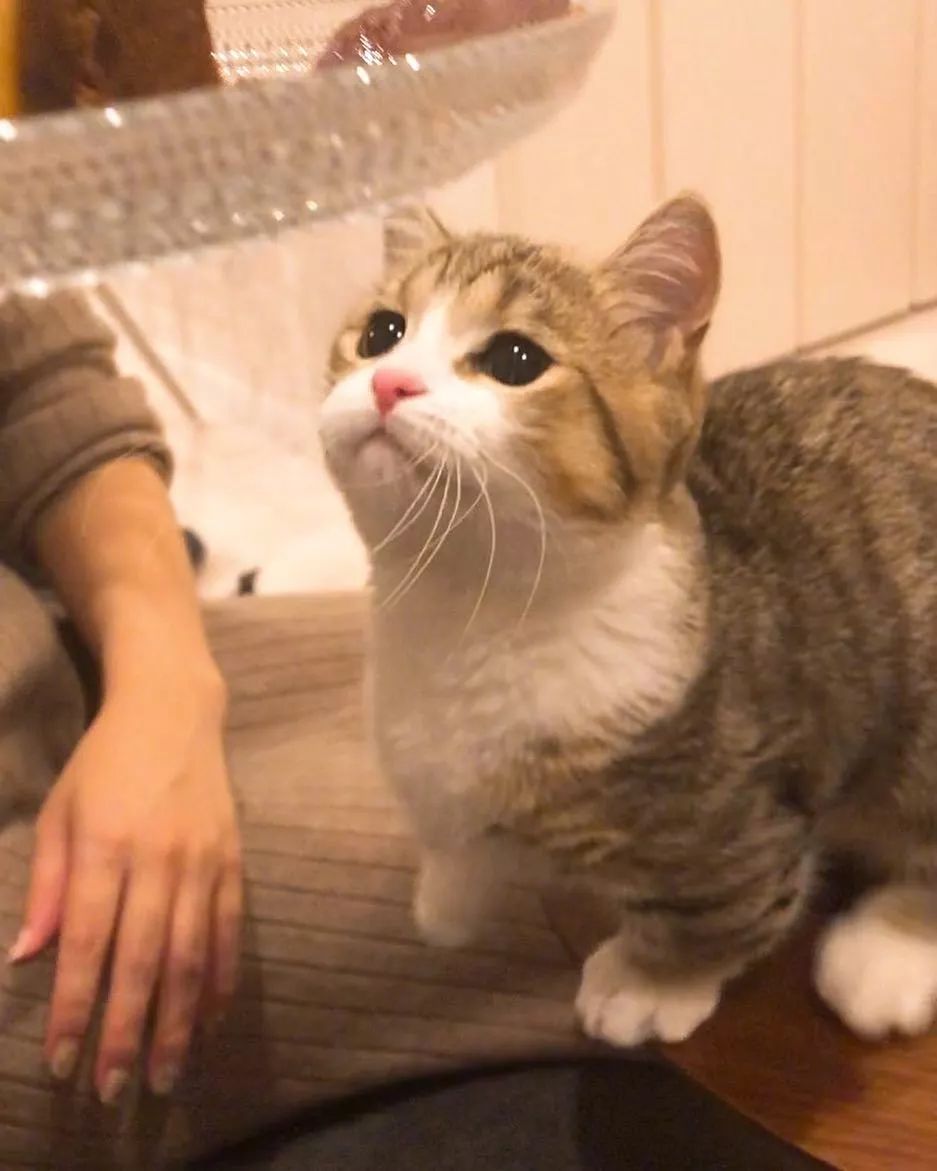 網友家的小貓咪Yogu，天生長了一張委屈臉～ 未分類 第9張