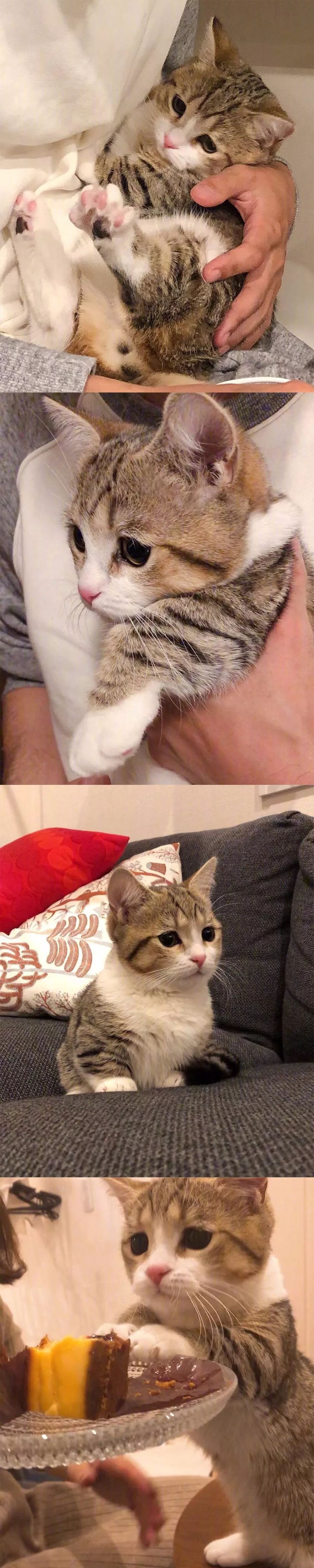 網友家的小貓咪Yogu，天生長了一張委屈臉～ 寵物 第10張