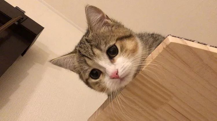 網友家的小貓咪Yogu，天生長了一張委屈臉～ 未分類 第4張