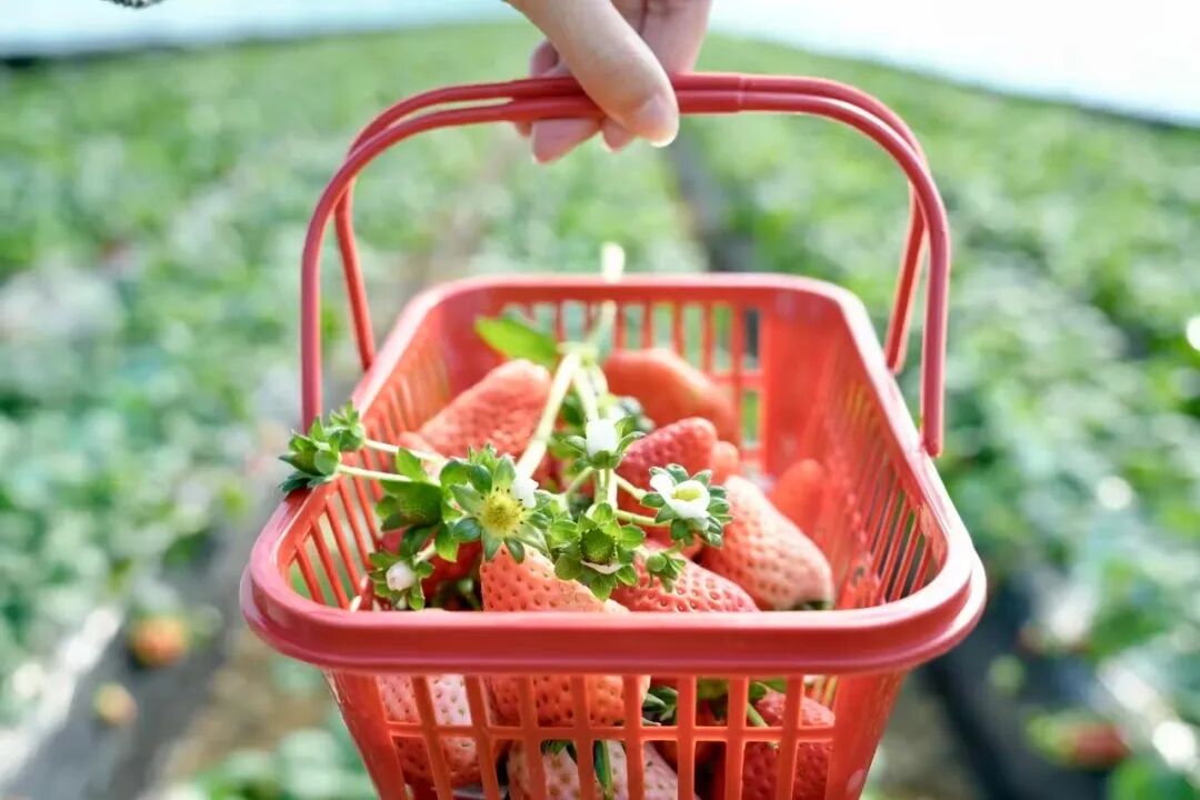 自然草莓园.jpg