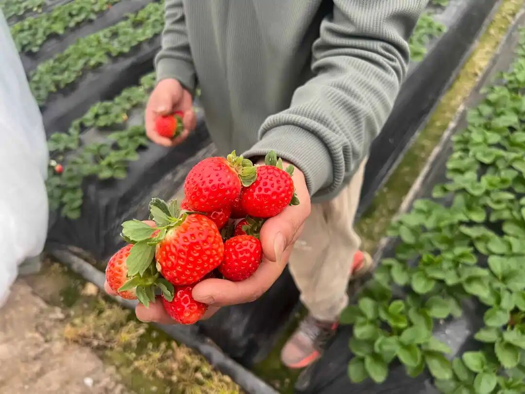 （一亩）苹果草莓.jpg