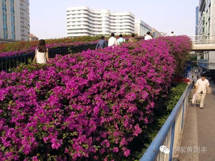 满城尽开勒杜鹃