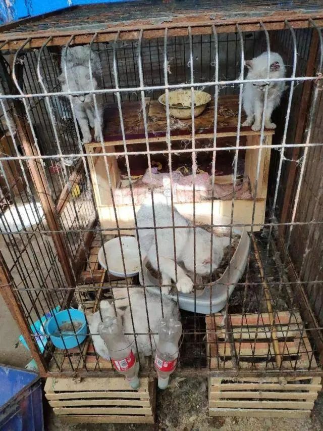 名贵宠物繁殖基地曝光，它们虽然活着却比流量猫狗还要悲惨万倍
