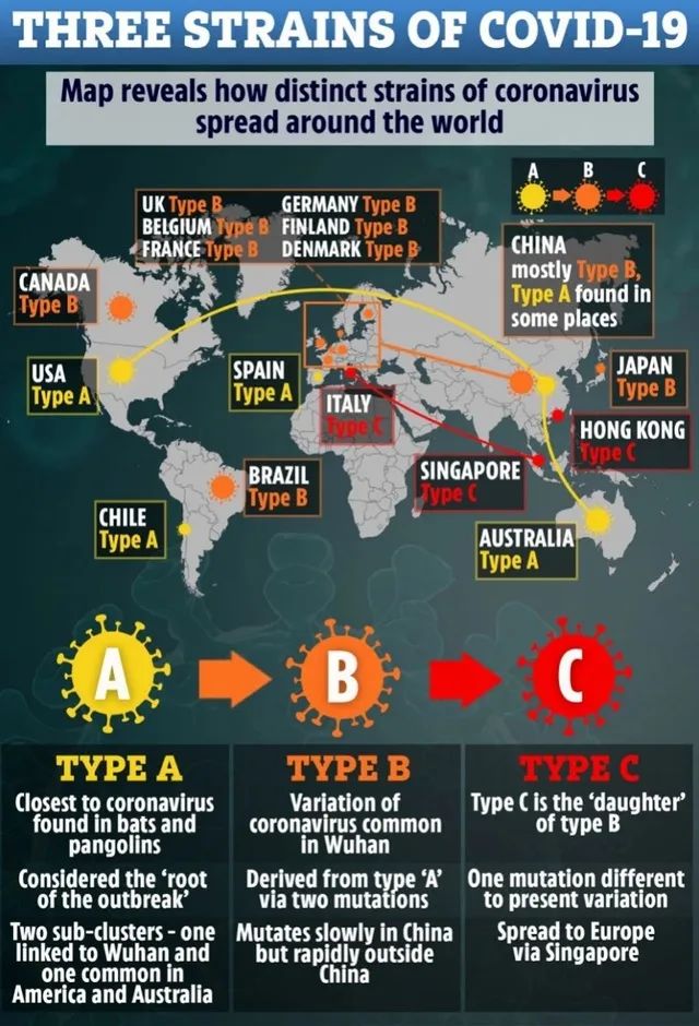 數據表明,新冠病毒有三個截然不同但密切相關的變體,被稱之為a,b和c.