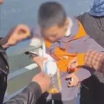 男孩抓海鸥塞瓶子，罚了！